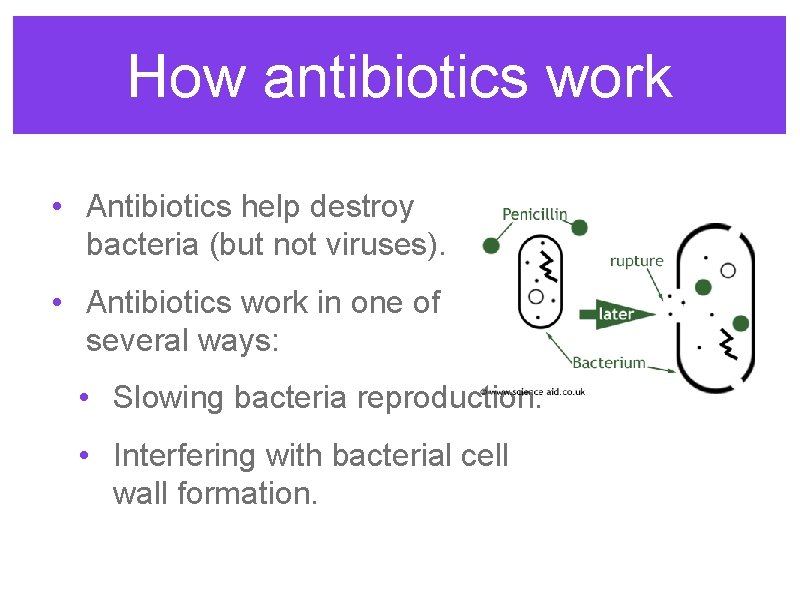 How antibiotics work • Antibiotics help destroy bacteria (but not viruses). • Antibiotics work