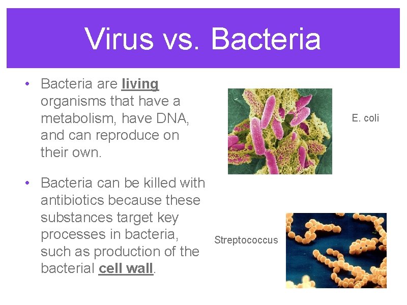 Virus vs. Bacteria • Bacteria are living organisms that have a metabolism, have DNA,