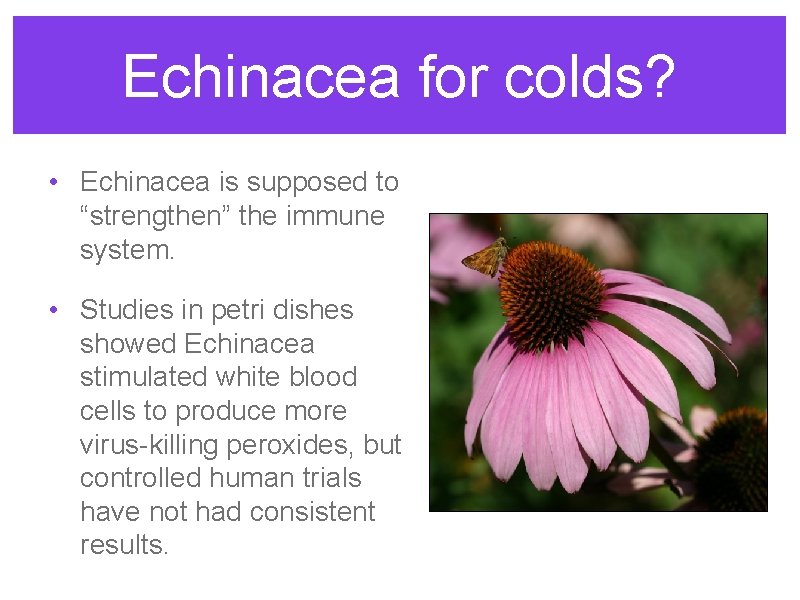 Echinacea for colds? • Echinacea is supposed to “strengthen” the immune system. • Studies