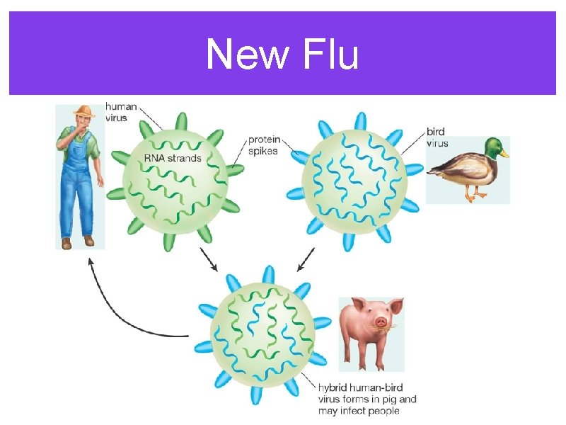 New Flu 