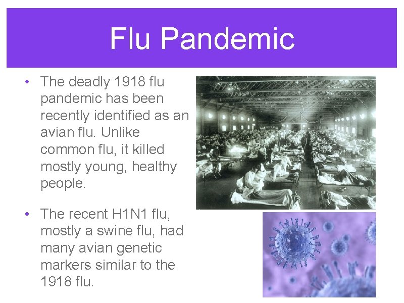 Flu Pandemic • The deadly 1918 flu pandemic has been recently identified as an