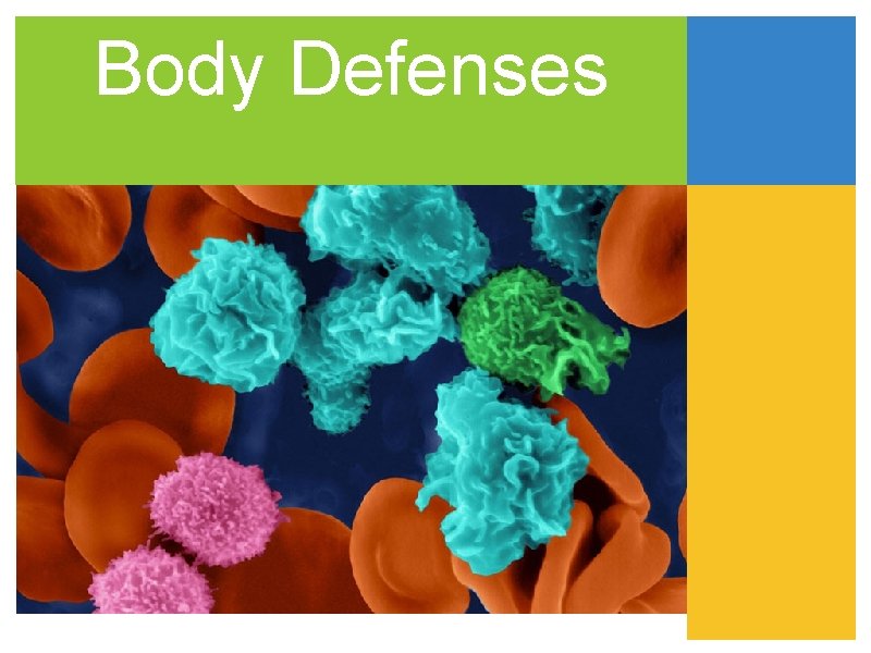 Body Defenses 