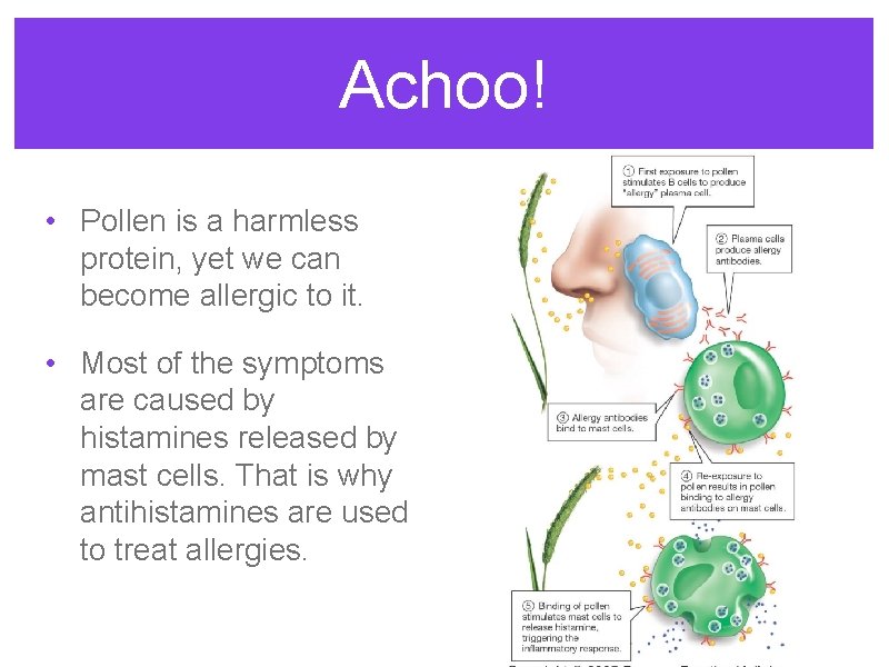 Achoo! • Pollen is a harmless protein, yet we can become allergic to it.