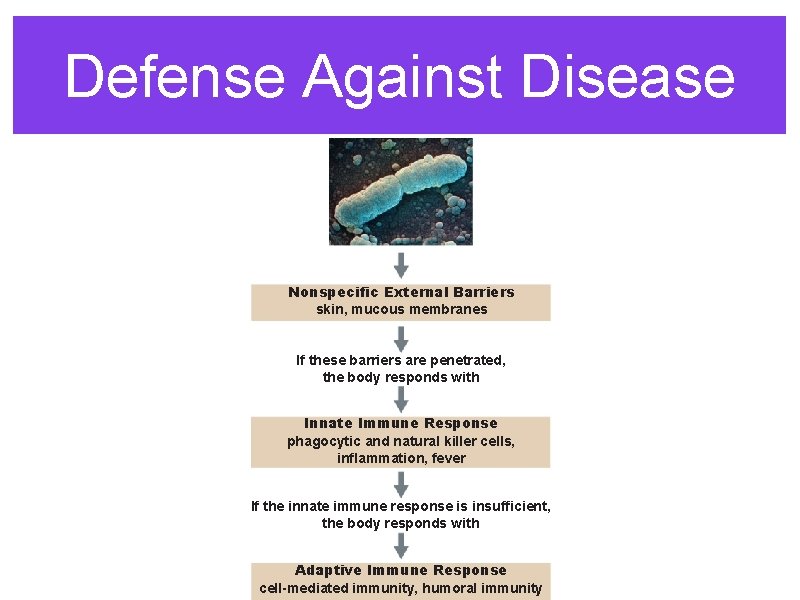 Defense Against Disease Nonspecific External Barriers skin, mucous membranes If these barriers are penetrated,