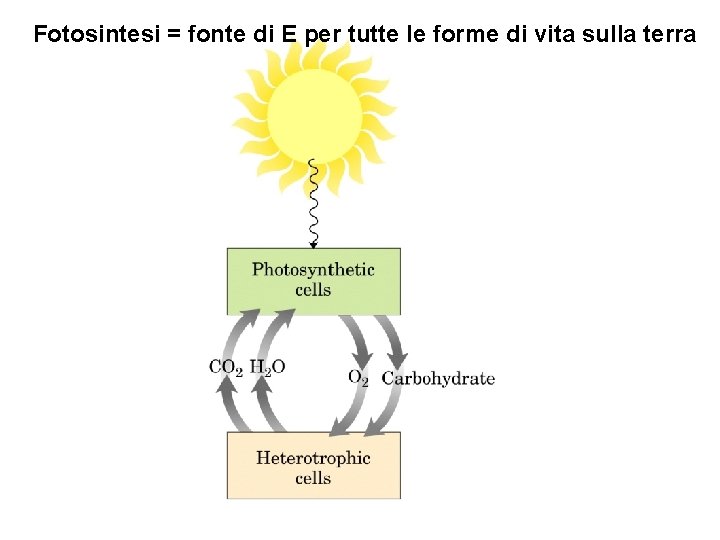 Fotosintesi = fonte di E per tutte le forme di vita sulla terra 