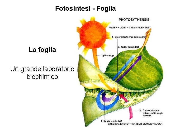 Fotosintesi - Foglia La foglia Un grande laboratorio biochimico 