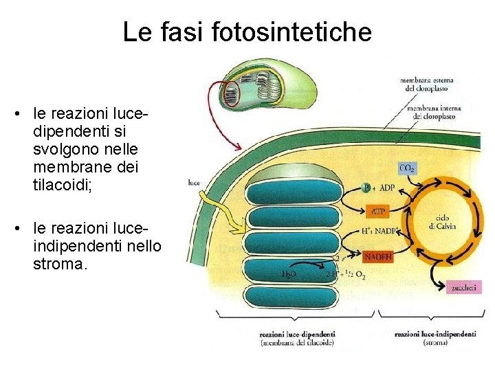 Le fasi fotosintetiche • le reazioni lucedipendenti si svolgono nelle membrane dei tilacoidi; •