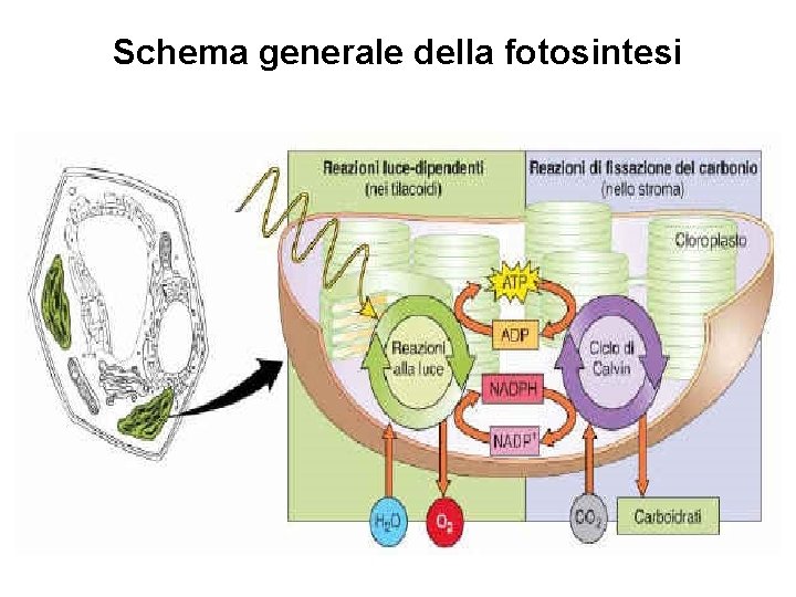 Schema generale della fotosintesi 