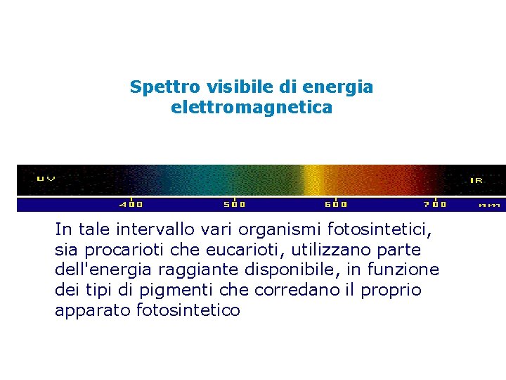 Spettro visibile di energia elettromagnetica In tale intervallo vari organismi fotosintetici, sia procarioti che