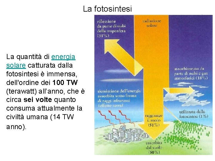 La fotosintesi La quantità di energia solare catturata dalla fotosintesi è immensa, dell'ordine dei