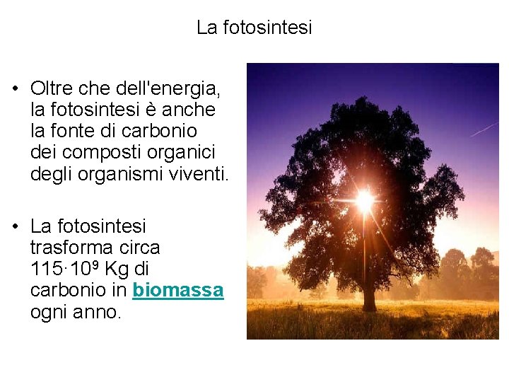 La fotosintesi • Oltre che dell'energia, la fotosintesi è anche la fonte di carbonio