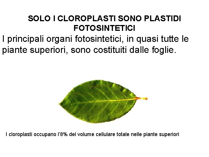 SOLO I CLOROPLASTI SONO PLASTIDI FOTOSINTETICI I principali organi fotosintetici, in quasi tutte le