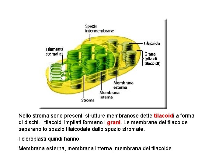 Nello stroma sono presenti strutture membranose dette tilacoidi a forma di dischi. I tilacoidi