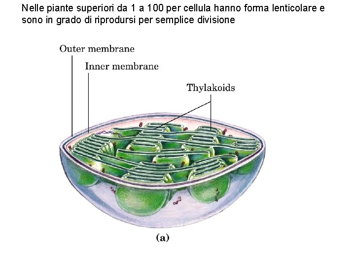 Nelle piante superiori da 1 a 100 per cellula hanno forma lenticolare e sono