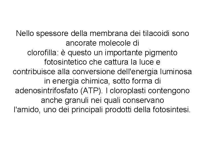 Nello spessore della membrana dei tilacoidi sono ancorate molecole di clorofilla: è questo un