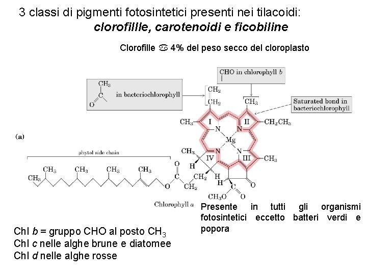 3 classi di pigmenti fotosintetici presenti nei tilacoidi: clorofillle, carotenoidi e ficobiline Clorofille 4%