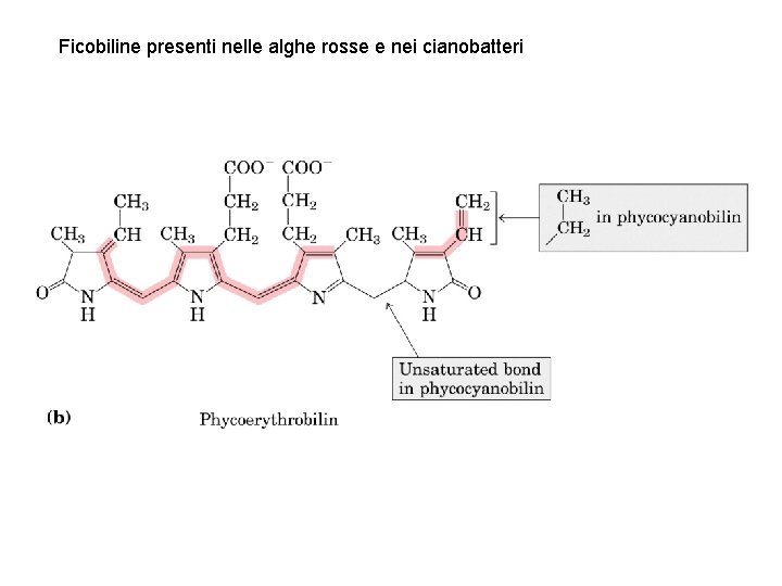 Ficobiline presenti nelle alghe rosse e nei cianobatteri 