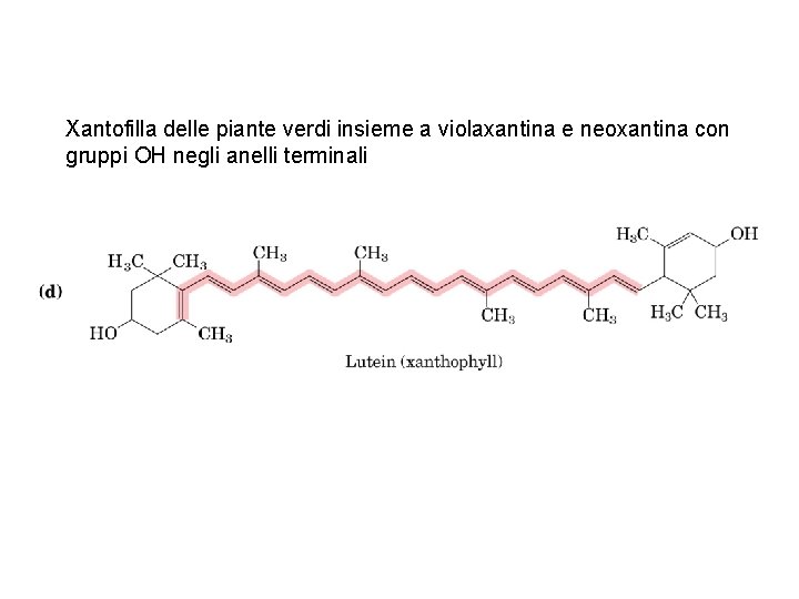 Xantofilla delle piante verdi insieme a violaxantina e neoxantina con gruppi OH negli anelli