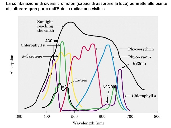 La combinazione di diversi cromofori (capaci di assorbire la luce) permette alle piante di