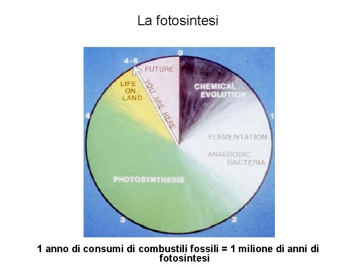 La fotosintesi 1 anno di consumi di combustili fossili = 1 milione di anni