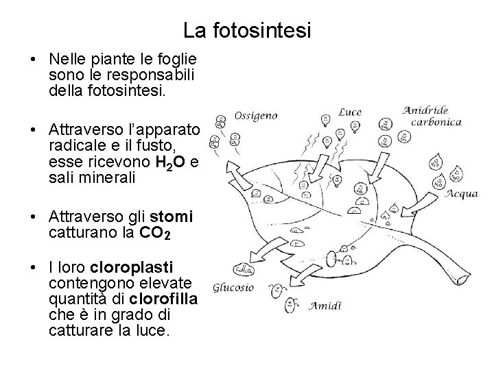 La fotosintesi • Nelle piante le foglie sono le responsabili della fotosintesi. • Attraverso