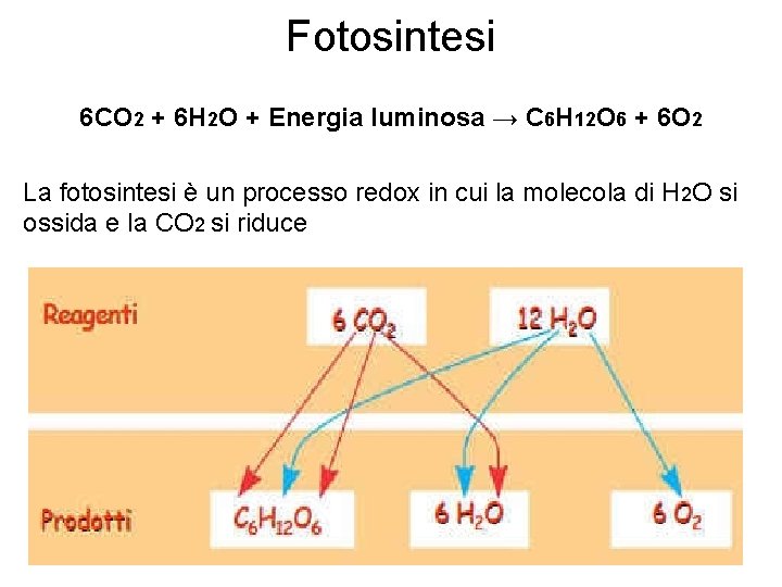 Fotosintesi 6 CO 2 + 6 H 2 O + Energia luminosa → C Fotosintesi 6 CO 2 + 6 H 2 O + Energia luminosa → C