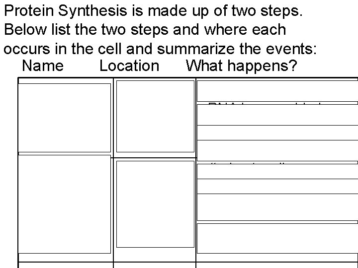 Protein Synthesis is made up of two steps. Below list the two steps and
