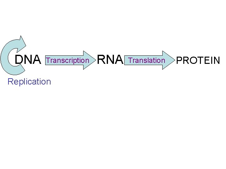 DNA Transcription Replication RNA Translation PROTEIN 