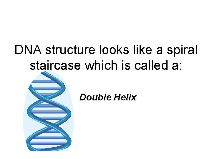 DNA structure looks like a spiral staircase which is called a: Double Helix 