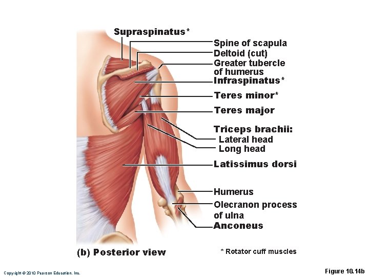 Supraspinatus* Spine of scapula Deltoid (cut) Greater tubercle of humerus Infraspinatus* Teres minor* Teres Supraspinatus* Spine of scapula Deltoid (cut) Greater tubercle of humerus Infraspinatus* Teres minor* Teres