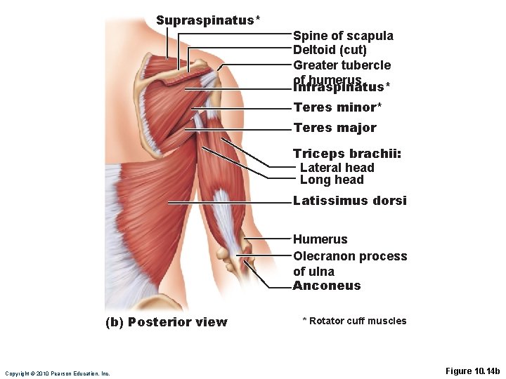 Supraspinatus* Spine of scapula Deltoid (cut) Greater tubercle of humerus Infraspinatus* Teres minor* Teres Supraspinatus* Spine of scapula Deltoid (cut) Greater tubercle of humerus Infraspinatus* Teres minor* Teres