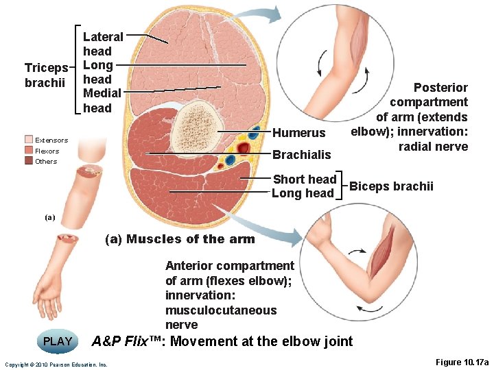 Triceps brachii Lateral head Long head Medial head Humerus Extensors Flexors Brachialis Others Posterior Triceps brachii Lateral head Long head Medial head Humerus Extensors Flexors Brachialis Others Posterior