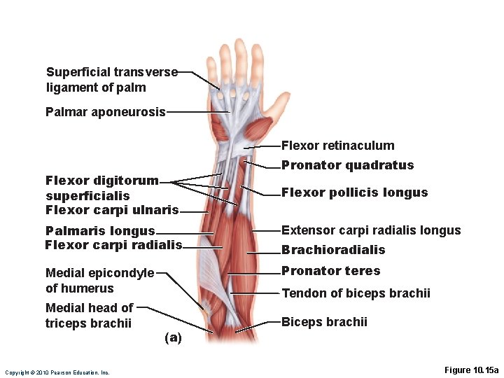 Superficial transverse ligament of palm Palmar aponeurosis Flexor retinaculum Flexor digitorum superficialis Flexor carpi Superficial transverse ligament of palm Palmar aponeurosis Flexor retinaculum Flexor digitorum superficialis Flexor carpi