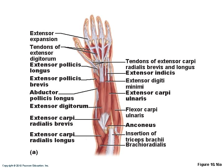 Extensor expansion Tendons of extensor digitorum Extensor pollicis longus Extensor pollicis brevis Abductor pollicis Extensor expansion Tendons of extensor digitorum Extensor pollicis longus Extensor pollicis brevis Abductor pollicis