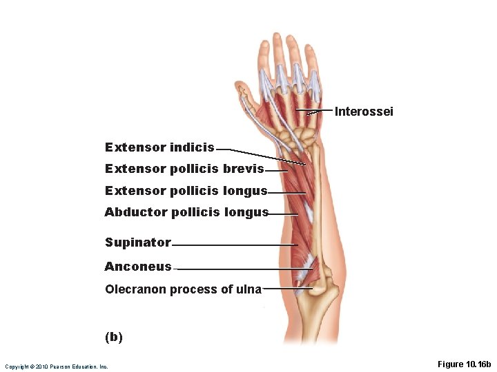 Interossei Extensor indicis Extensor pollicis brevis Extensor pollicis longus Abductor pollicis longus Supinator Anconeus Interossei Extensor indicis Extensor pollicis brevis Extensor pollicis longus Abductor pollicis longus Supinator Anconeus