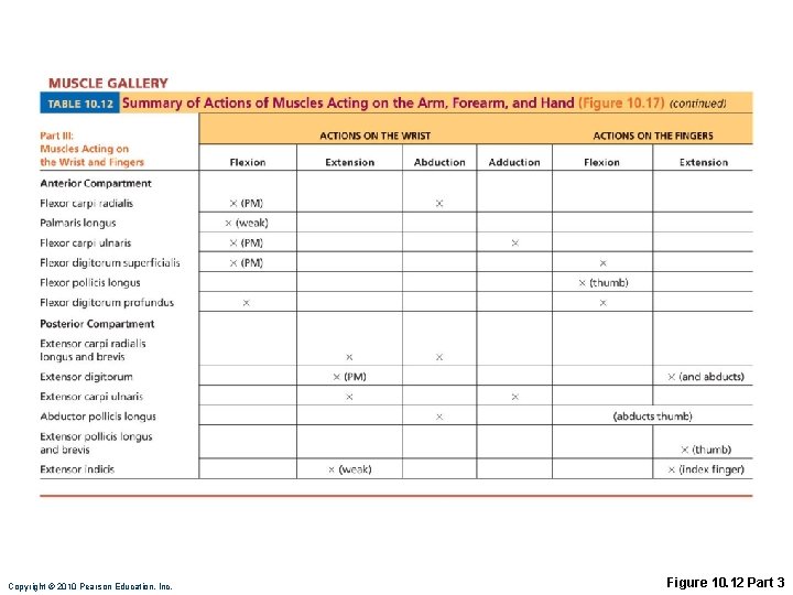 Copyright © 2010 Pearson Education, Inc. Figure 10. 12 Part 3 Copyright © 2010 Pearson Education, Inc. Figure 10. 12 Part 3
