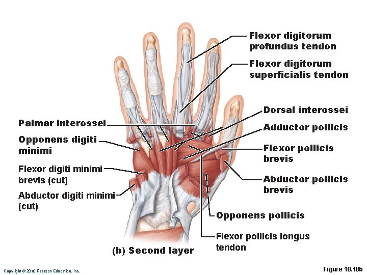 Flexor digitorum profundus tendon Flexor digitorum superficialis tendon Dorsal interossei Palmar interossei Adductor pollicis Flexor digitorum profundus tendon Flexor digitorum superficialis tendon Dorsal interossei Palmar interossei Adductor pollicis