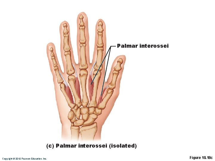 Palmar interossei (c) Palmar interossei (isolated) Copyright © 2010 Pearson Education, Inc. Figure 10. Palmar interossei (c) Palmar interossei (isolated) Copyright © 2010 Pearson Education, Inc. Figure 10.