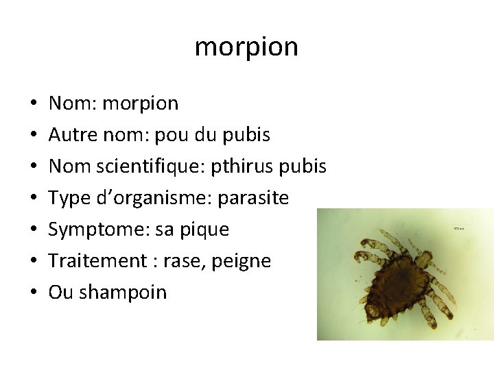 morpion • • Nom: morpion Autre nom: pou du pubis Nom scientifique: pthirus pubis