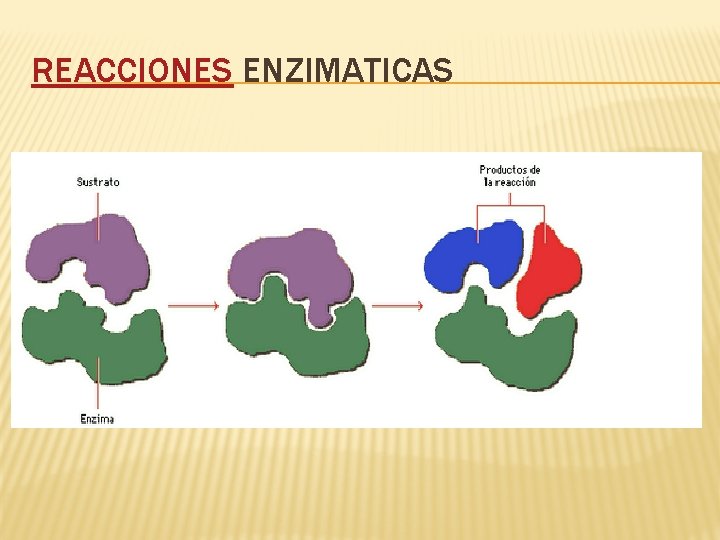 REACCIONES ENZIMATICAS 