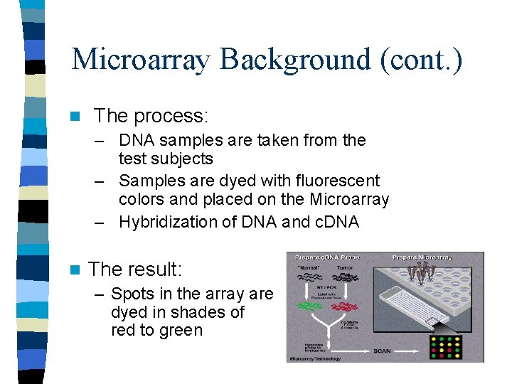 Microarray Background (cont. ) n The process: – DNA samples are taken from the Microarray Background (cont. ) n The process: – DNA samples are taken from the