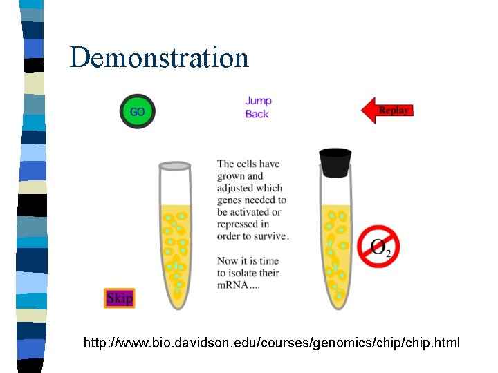Demonstration http: //www. bio. davidson. edu/courses/genomics/chip. html Demonstration http: //www. bio. davidson. edu/courses/genomics/chip. html
