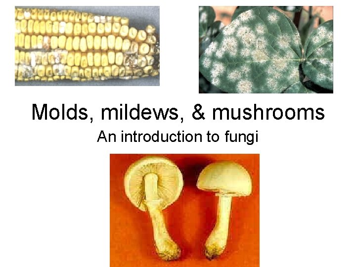 Molds, mildews, & mushrooms An introduction to fungi 