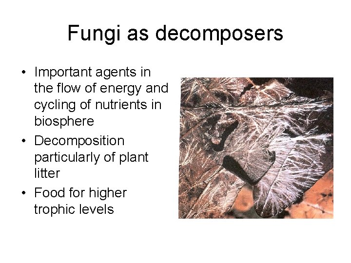 Fungi as decomposers • Important agents in the flow of energy and cycling of