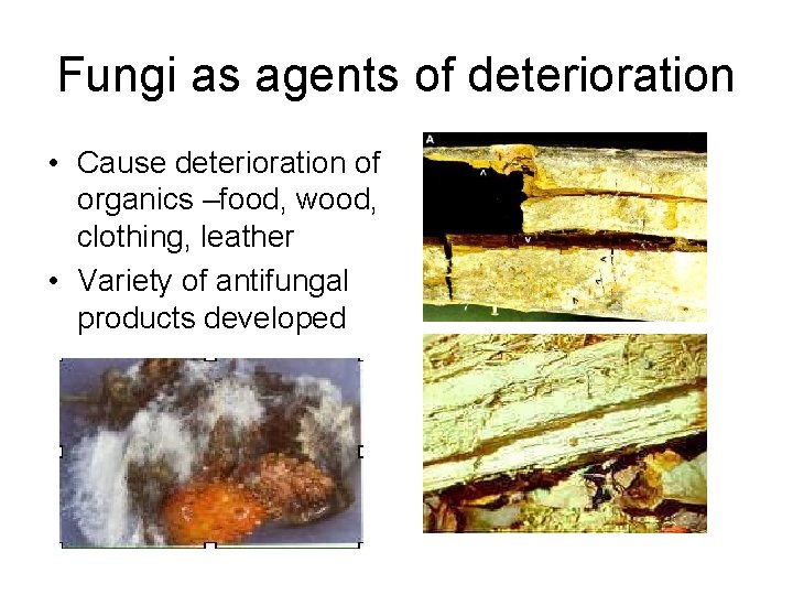 Fungi as agents of deterioration • Cause deterioration of organics –food, wood, clothing, leather
