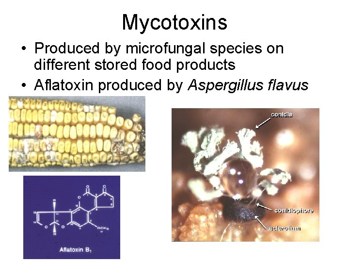 Mycotoxins • Produced by microfungal species on different stored food products • Aflatoxin produced