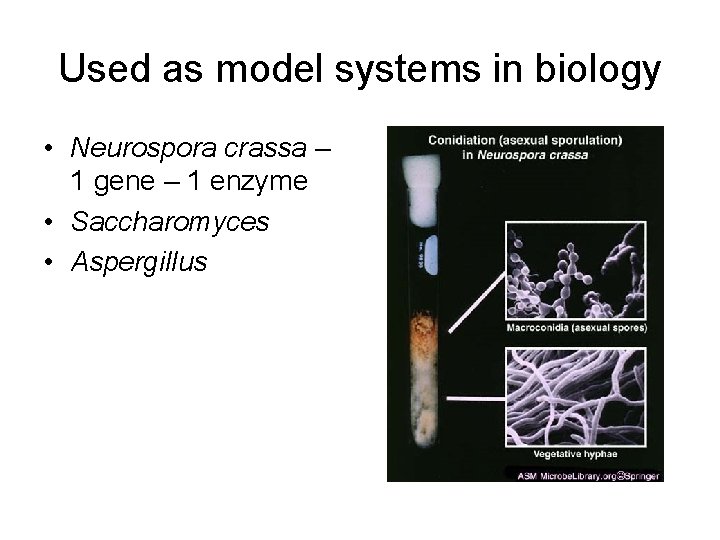 Used as model systems in biology • Neurospora crassa – 1 gene – 1