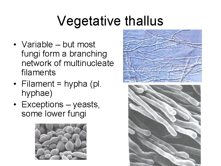 Vegetative thallus • Variable – but most fungi form a branching network of multinucleate