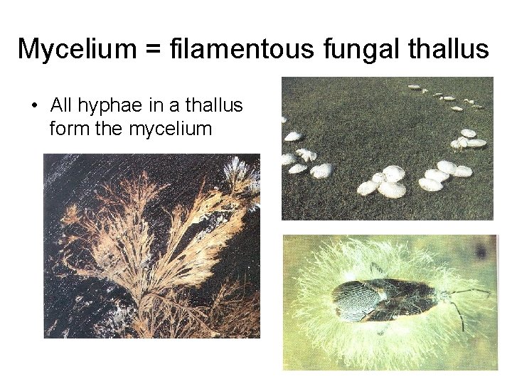 Mycelium = filamentous fungal thallus • All hyphae in a thallus form the mycelium