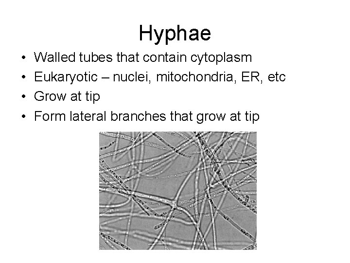 Hyphae • • Walled tubes that contain cytoplasm Eukaryotic – nuclei, mitochondria, ER, etc
